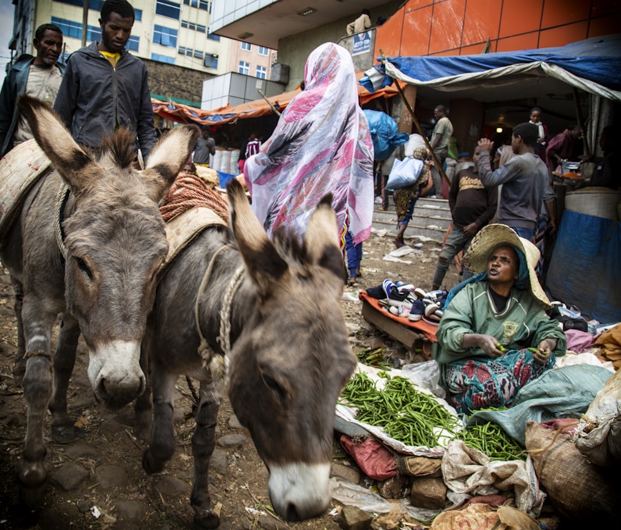 Livestock market Somalia Horn of Africa