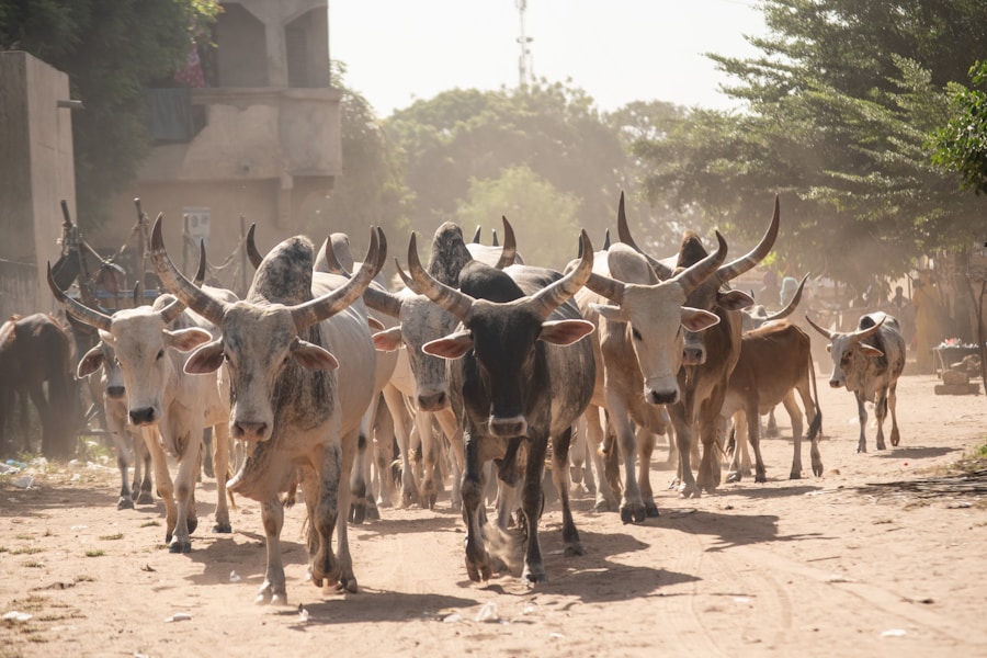 Livestock market Somalia